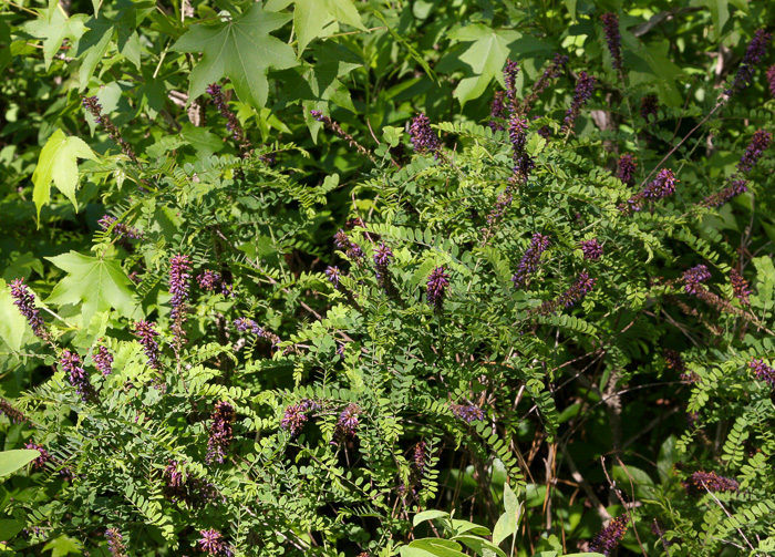 image of Amorpha georgiana, Georgia Indigo-bush