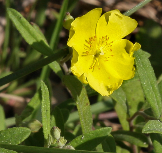 image of Crocanthemum georgianum, Georgia Sunrose, Georgia Frostweed