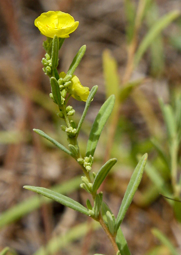 image of Crocanthemum rosmarinifolium, Rosemary Sunrose, Rosemary Frostweed