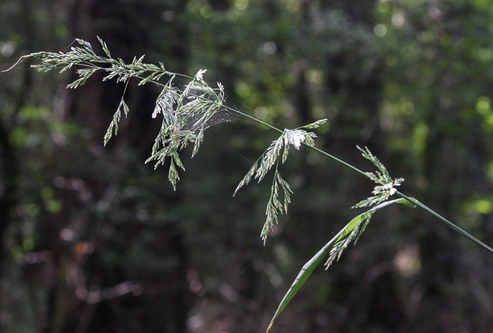 image of Cinna arundinacea, Common Woodreed, Stout Woodreed, Sweet Woodreed