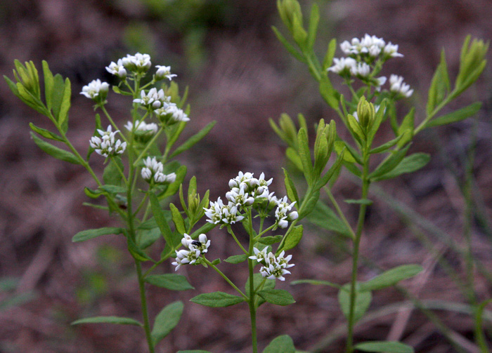 image of Comandra umbellata var. umbellata, Eastern Bastard-toadflax, Eastern Comandra, Star-toadflax