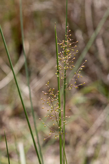 spikelet