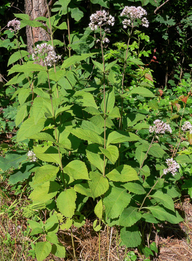 image of Eutrochium purpureum var. carolinianum, Carolina Joe-Pye-weed, Downy Sweet Joe-Pye-weed