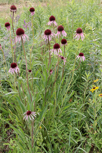 image of Echinacea pallida, Pale Purple Coneflower