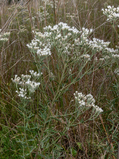 image of Eupatorium mohrii, Mohr's Eupatorium, Mohr's Thoroughwort