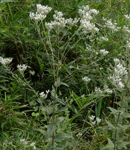 image of Eupatorium pilosum, Rough Boneset, Ragged Eupatorium