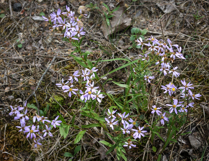 image of Eurybia compacta, Slender Aster