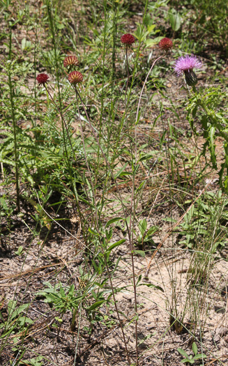 image of Gaillardia aestivalis var. aestivalis, Sandhill Gaillardia, Rayless Blanketflower, Lanceleaf Blanketflower, Prairie Gaillardia