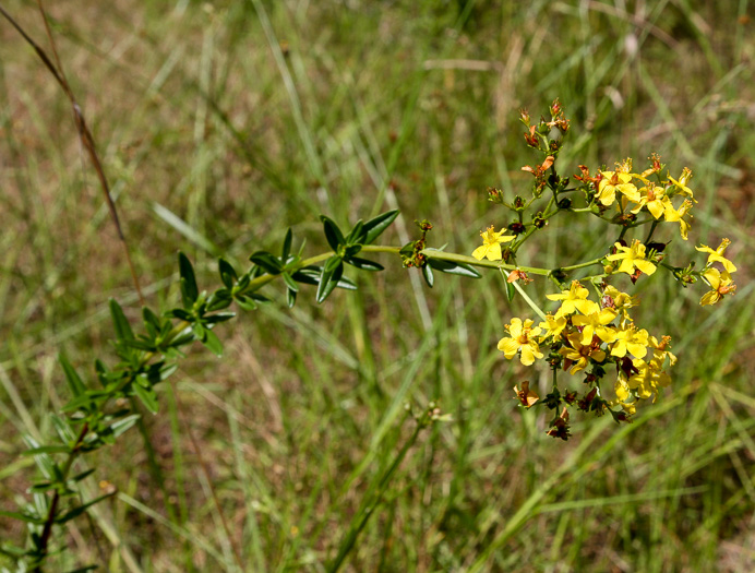 image of Hypericum cistifolium, Roundpod St. Johnswort