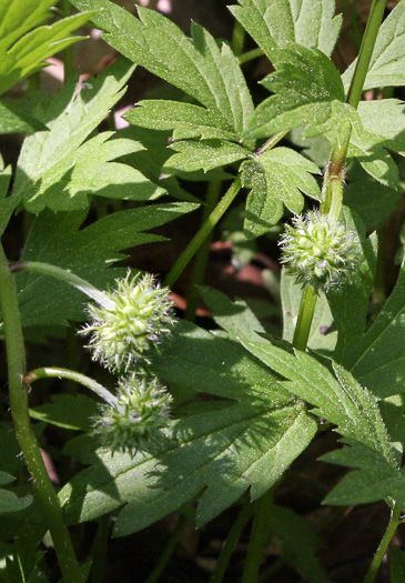 image of Hydrophyllum virginianum, Virginia Waterleaf, Eastern Waterfleaf