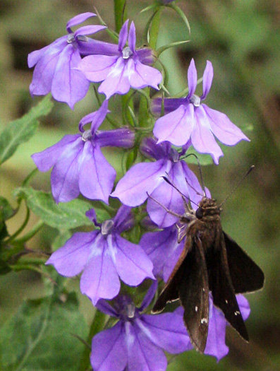 image of Lobelia elongata, Purple Lobelia, Streamside Lobelia, Longleaf Lobelia