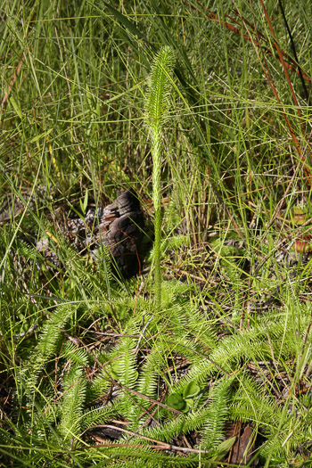 image of Lycopodiella prostrata, Featherstem Clubmoss, Prostrate Bog-clubmoss