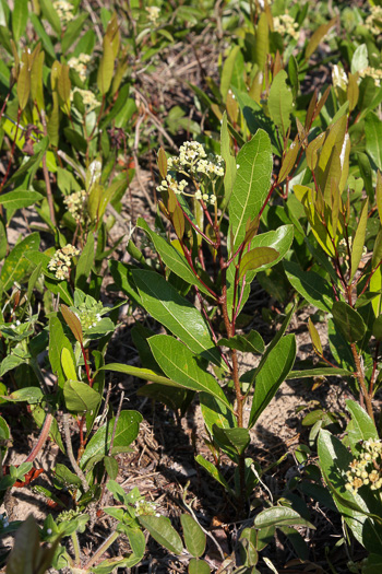 image of Geobalanus oblongifolius, Gopher-apple, Ground-oak