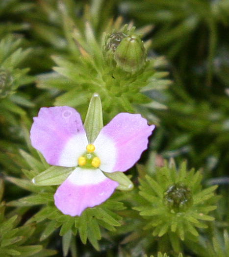 image of Mayaca fluviatilis, Stream Bogmoss