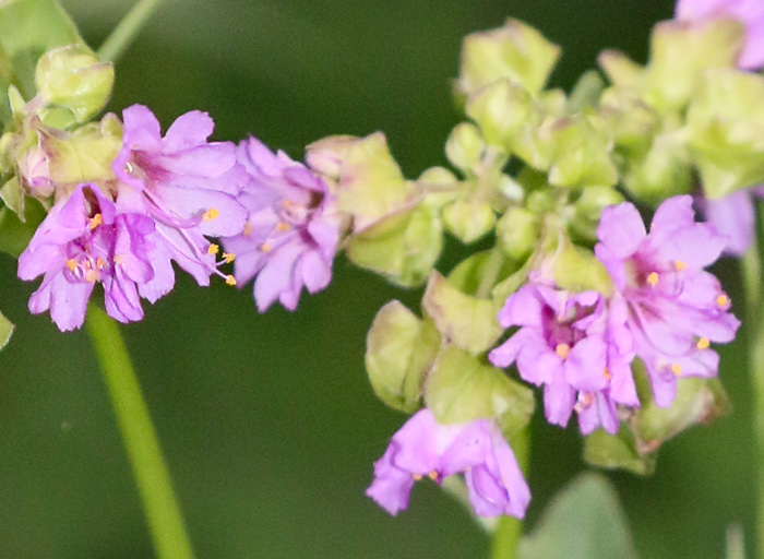 image of Mirabilis nyctaginea, Heart-leaved Umbrella-wort, Heartleaf Four-o’clock