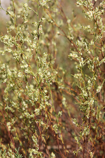 image of Polygonella polygama, Common October-flower