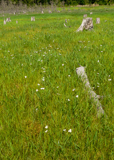 image of Sagittaria engelmanniana, Engelmann's Arrowhead, Blackwater Arrowhead