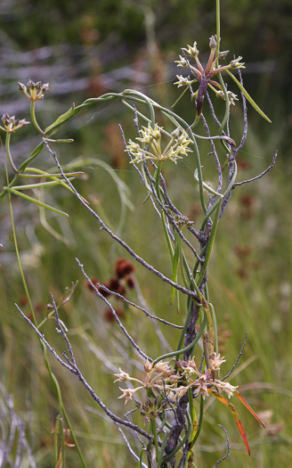 image of Pattalias paluster, Swallow-wort, Sand-vine, Gulf Coast Swallow-wort, Marsh Cynanchum