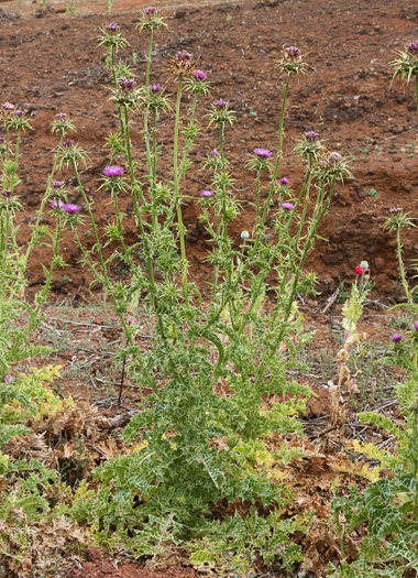 spines