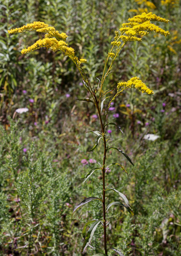 image of Solidago juncea, Early Goldenrod