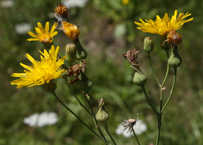 Sonchus arvensis var. glabrescens, Field Sowthistle, Perennial Sowthistle