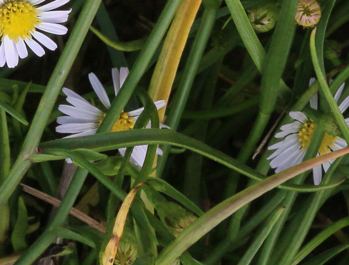 Perennial Saltmarsh Aster