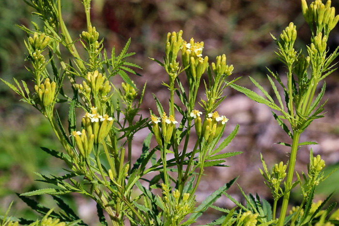 image of Tagetes minuta, Muster John Henry, Southern Cone Marigold, Mexican Marigold