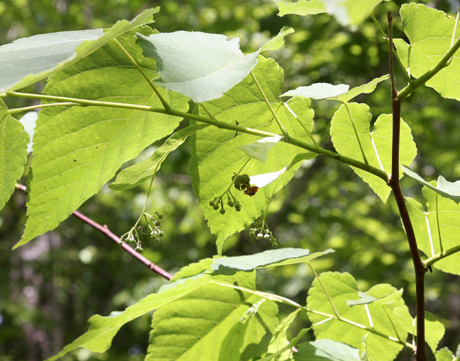 image of Tilia americana var. caroliniana, Carolina Basswood, Southern Basswood