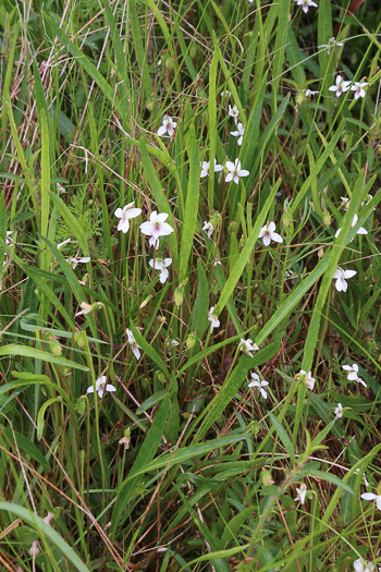 image of Viola vittata, Strapleaf Violet, White Bog Violet, Southern Water Violet