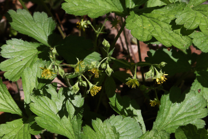 image of Waldsteinia doniana, Southern Barren Stawberry