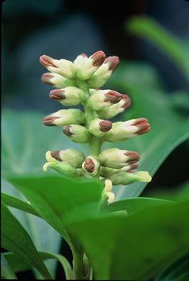 image of Pachysandra procumbens, Allegheny-spurge, Mountain Pachysandra