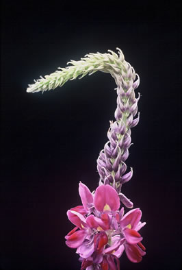 image of Pueraria montana var. lobata, Kudzu, Foot-a-Day