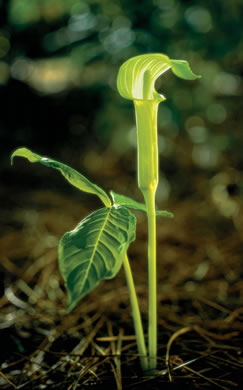 image of Arisaema triphyllum, Common Jack-in-the-Pulpit, Indian Turnip