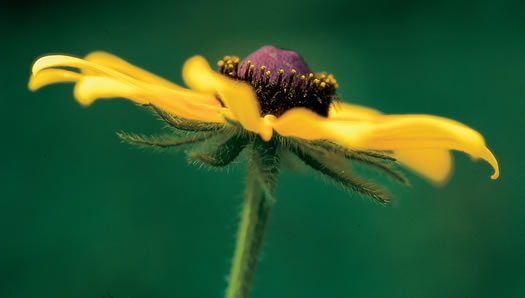 image of Rudbeckia hirta var. hirta, Woodland Black-eyed Susan