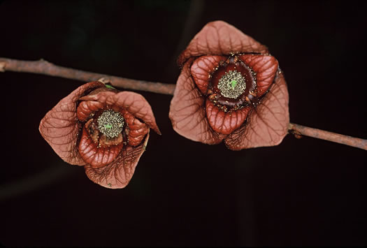 image of Asimina triloba, Common Pawpaw, Indian-banana