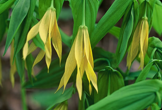 Uvularia grandiflora, Large-flowered Bellwort