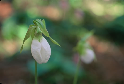 image of Cypripedium acaule, Pink Lady's Slipper, Mocassin Flower