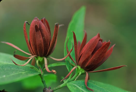 image of Calycanthus floridus, Sweetshrub, Carolina Allspice, Strawberry-shrub