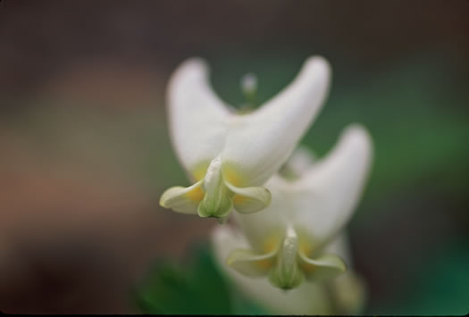 image of Dicentra cucullaria, Dutchman's Britches