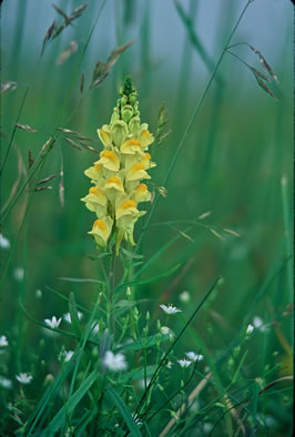 image of Linaria vulgaris, Butter-and-eggs, Yellow Toadflax, Wild-snapdragon