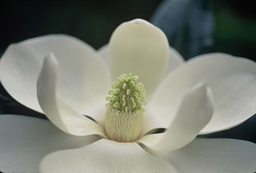 image of Magnolia grandiflora, Southern Magnolia, Bull Bay