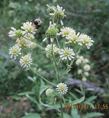 image of Verbesina walteri, Walter's Wingstem, Carolina Crownbeard, Walter's Crownbeard