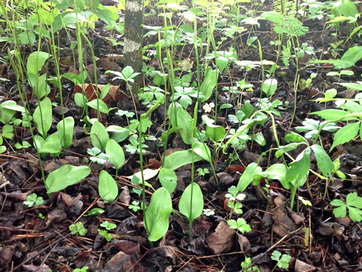 image of Ophioglossum pycnostichum, Southern Adder's-tongue