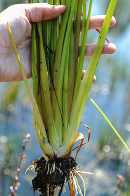 image of Philydrum lanuginosum, Woolly Frogsmouth, Frogmouth, Woolly Waterlily