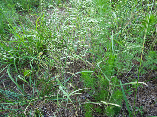 image of Bromus commutatus, Hairy Chess, Meadow Brome