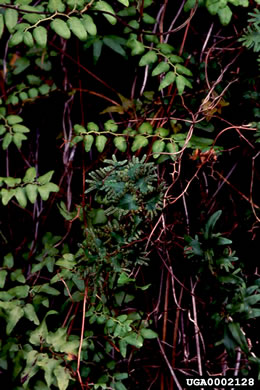 image of Lygodium microphyllum, Old World Climbing Fern, Small-leaf Climbing Fern