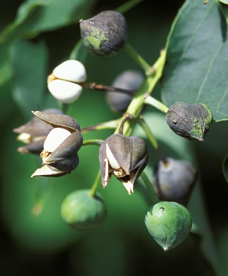 image of Triadica sebifera, Popcorn Tree, Chinese Tallow-tree