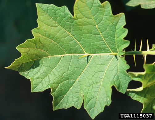 image of Solanum viarum, Tropical Soda-apple