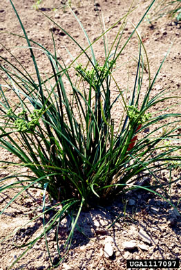 image of Cyperus entrerianus, Deep-rooted Sedge, Woodrush Flatsedge