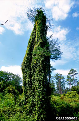 image of Lygodium microphyllum, Old World Climbing Fern, Small-leaf Climbing Fern